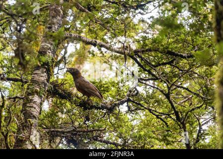 Famous Kea in its natural habitat, iconic parrot of New Zealand Stock Photo