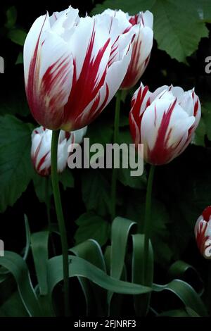Tulipa ‘Happy Generation’  Triumph tulip 3 Happy Generation tulip - white flowers, red flames, yellow green basal flames, variegated leaves,  April,UK Stock Photo