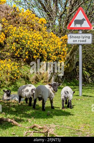Blackface Sheep standing under a streetsign warning of sheep on the street, Dartmoor National Park, Devon, England, UK
