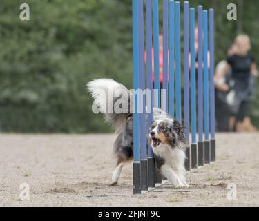 The Shetland Sheepdog doing the slalom agility course Stock Photo