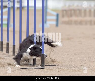 The black fluffy dog doing the slalom agility course Stock Photo