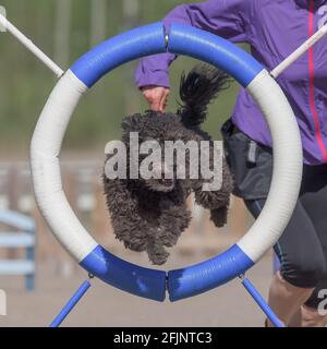 The black Pumi dog  jumping through the agility ring Stock Photo