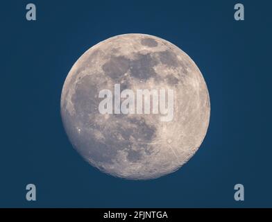 London, UK. 25 April 2021. 96% illuminated waxing gibbous Moon in blue mid-evening sky. The next full Moon from the UK is 4.31am on 27 April 2021, known as the Pink Moon. Credit: Malcolm Park/Alamy Live News.