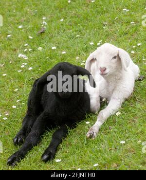 A black an a white sheep lying on the dike Stock Photo