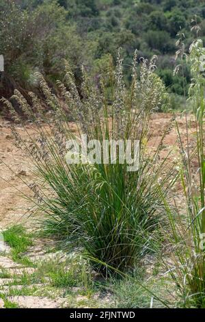 Mauritanian Grass (Ampelodesmos mauritanicus) in the Aures mountains, Batna, Algeria Stock Photo