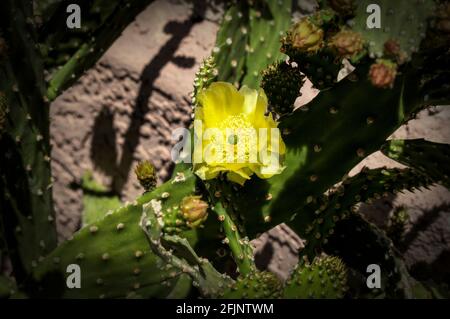 Prickly Pear Cactus Blossoms Closeups Stock Photo