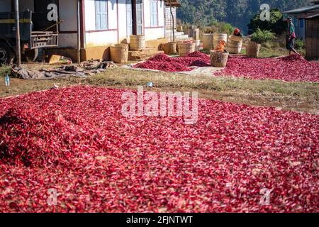 Shan state, Myanmar - January 6 2020: Local farmers sun dries red hot organic chili on a farm plantation between Kalaw and Inle Lake Stock Photo