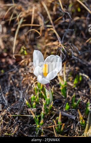 White crocuse in the grass on the garden. First flowers in spring, vertical photo Stock Photo