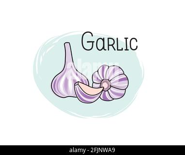 Garlic icon. Half, slice and full spice garlic herb isolated on white background with lettering Garlic Vegetable stylish drawn symbol garlic Stock Vector