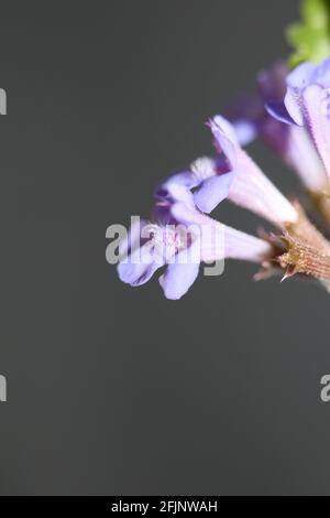 Wild small lila flower blossom Glechoma hederacea L. family lamiaceae botanical modern high quality prints Stock Photo