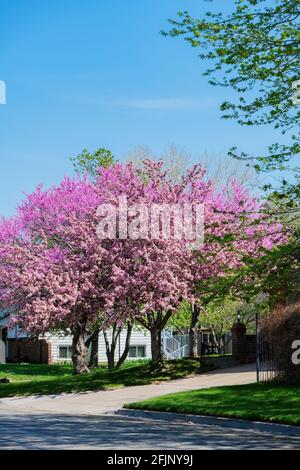 Prairie Rose crabapple, Malus loensis, in front of an Eastern redbud tree, Cercis canadensis in a yard of a Wichita, Kansas, USA home. Stock Photo