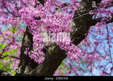 Closeup of branches and trunk of Eastern redbud tree in bloom, Cercis canadensis, against a blue sky. Springtime in Wichita, Kansas, USA Stock Photo