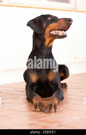 A closeup of a black dobermann dog sitting on the floor Stock Photo