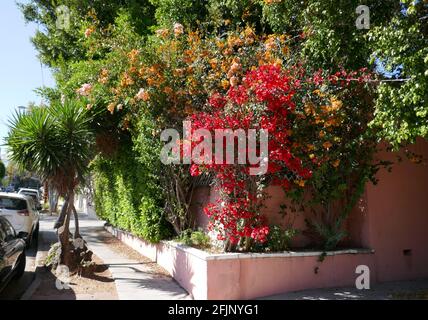 West Hollywood, California, USA 18th April 2021 A general view of atmosphere of Bougainvillea on April 18,  2021 in West Hollywood, California, USA. Photo by Barry King/Alamy Stock Photo Stock Photo