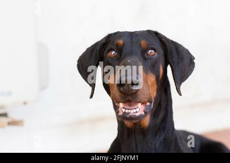 A closeup of a black dobermann dog inside a room Stock Photo