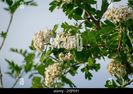 Close shot of Common Hawthorn (Crataegus monogyna) Stock Photo
