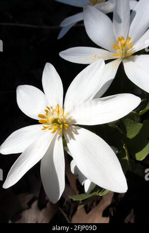 Sanguinaria canadensis is a medicinal North American spring wildflower also known as bloodroot because of the bright red sap the plant oozes when cut. Stock Photo
