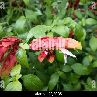 A Justicia brandegeeana known as a Mexican shrimp plant Stock Photo
