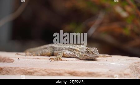 Western fence lizard on paving stone Stock Photo