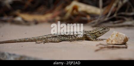 Western fence lizard on paving stone Stock Photo