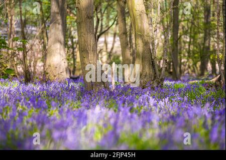 Classic carpet of English Bluebells on the trail in Hertfordshire woods
