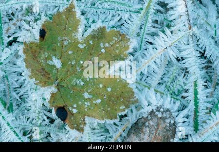 Sycamore maple leaf (Acer pseudoplatanus) and hoarfrost