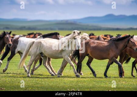 Domestic Horses (Equus ferus caballus) in summer, Arkhangai Province, Mongolia Stock Photo