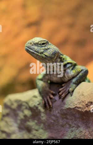 North African thorn-tailed dragon (Uromastyx acanthinura), on rocks, alert, captive, North Africa Stock Photo