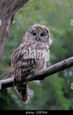 Ural owl (Strix uralensis), adult, waiting, alert, captive, Eurasia Stock Photo