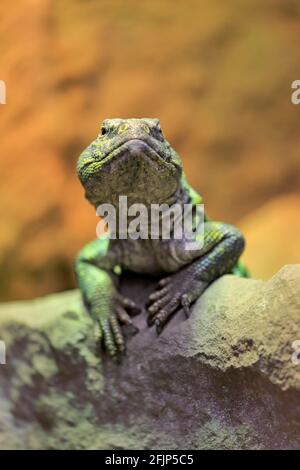 North African thorn-tailed dragon (Uromastyx acanthinura), on rocks, alert, captive, North Africa Stock Photo