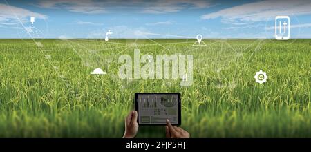 agriculture technology concept man Agronomist Using a Tablet in an Agriculture Field read a report integrate artificial intelligence machine learning Stock Photo