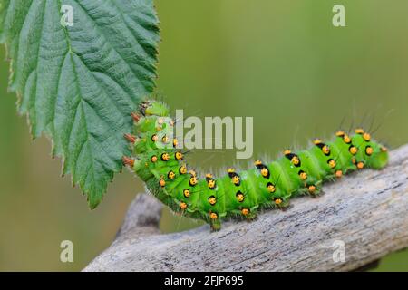 Caterpillar of a night peacock (Saturnia) feeding on leaf, Goldenstedter Moor, Oldenburger Muensterland, Lower Saxony, Germany Stock Photo