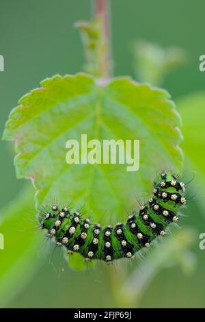 Caterpillar of a night peacock (Saturnia) hangs on leaf, Goldenstedter Moor, Oldenburger Muensterland, Lower Saxony, Germany Stock Photo