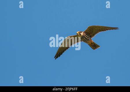 Eurasian hobby (Falco subbuteo) in flight, Goldenstedt, Lower Saxony, Germany Stock Photo