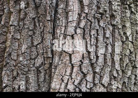 Old tree bark texture, closeup Stock Photo