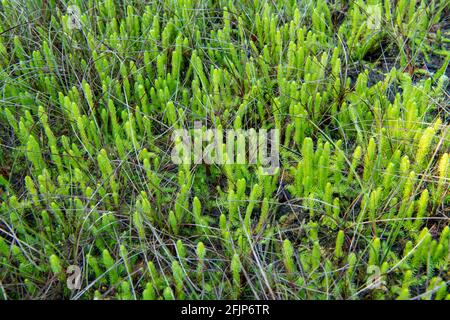 Inundated Club Moss (Lycopodiella inundata), bog clubmoss, high moor, Diepholzer Moorniederung, Wagenfeld, Lower Saxony, Germany Stock Photo