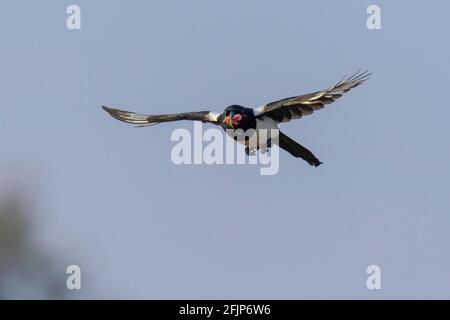 Flying magpie (Pica pica), Kutno, Poland Stock Photo