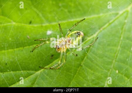Cucumber green spider (Araniella cucurbitina) female, Germany Stock Photo
