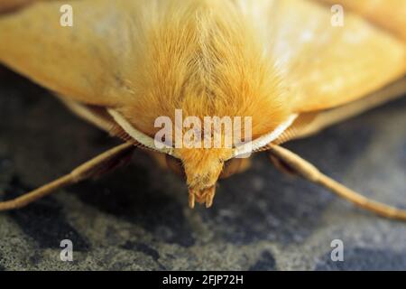 Pale yellow jewel moth (Crocallis elinguaria), Germany Stock Photo