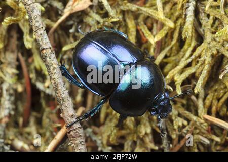Earth-boring dung beetle (Geotrupes vernalis) Stock Photo