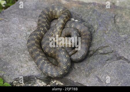 Dice Snake (Natrix tessellata), Germany Stock Photo