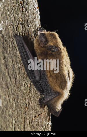 Common Pipistrelle (Pipistrellus pipistrellus) at tree trunkt, Germany Stock Photo