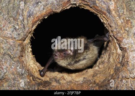 Common Pipistrelle (Pipistrellus pipistrellus) looking out of tree hole, Germany Stock Photo