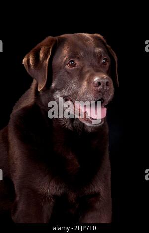 Labrador Retriever, male, chocolate / old dog Stock Photo - Alamy