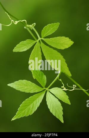 Jiaogulan, Gynostemma pentaphyllum, Jiao Gu Lan, closeup green plant leaves  isolated on white studio background. Jiaogulan is used as a herb and in te  Stock Photo - Alamy