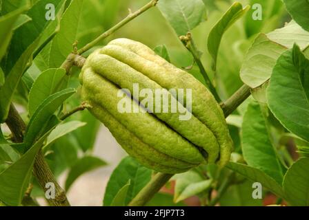 Lemon Lemon (Citrus medica) (Citrus medica var. sarcodactylis) Lemon, Bhudda's hand Stock Photo