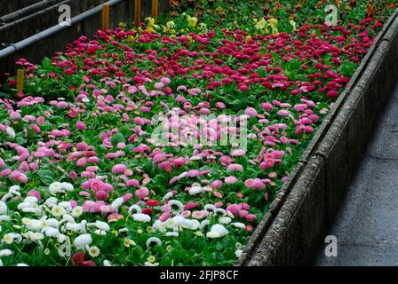 Common daisy (Bellis perennis) Cultivation in hotbeds Stock Photo