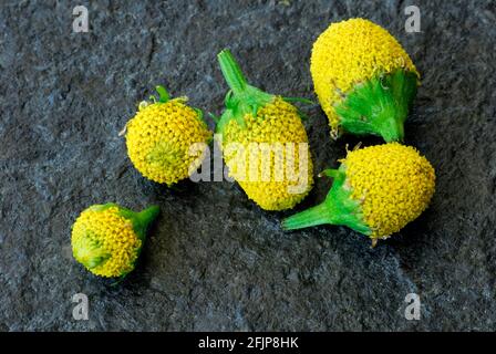 Paracress (Spilanthes oleracea) (Acmella oleracea), tingling button, toothache plant Stock Photo