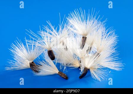 Carduus marianus (Silybum marianum), flying seeds (Carduus marianus) Stock Photo