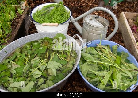 Herbal swill with stinging nettle and field horsetail (Equisetum arvense) (Urtica dioica), field horsetail, stinging nettle, nettle swill, stinging Stock Photo